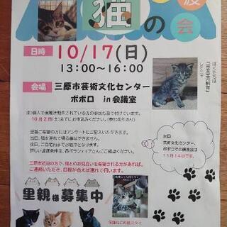 保護猫譲渡会のお知らせ！（代理投稿）