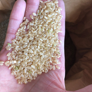 奈良市北部産 コシヒカリ玄米
