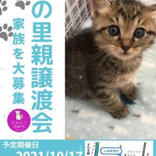 保護猫の譲渡会 2021年10月17日(日)12時〜15時 野崎...