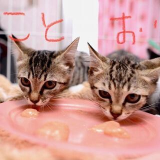 くるっとした大きな目、ことチャン、女の子 - 猫