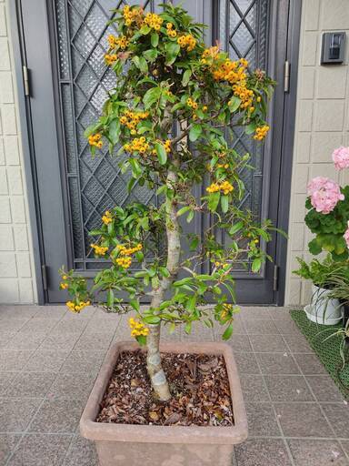 鉢植え★盆栽★ピラカンサス★高さ：約90cm★樹齢：約20年