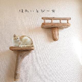 キャットタワー流木『森部屋』高さ172cm キャット タワー 家具の