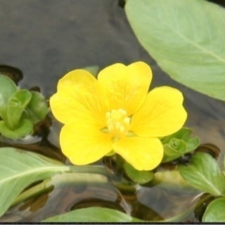 ミズキンバイ切り苗2本　水草　水生植物