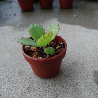 子宝弁慶草 多肉植物 子苗 As 小田原のその他の中古あげます 譲ります ジモティーで不用品の処分