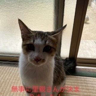 【急募】8ヶ月の仔猫達の里親募集!! − 福岡県