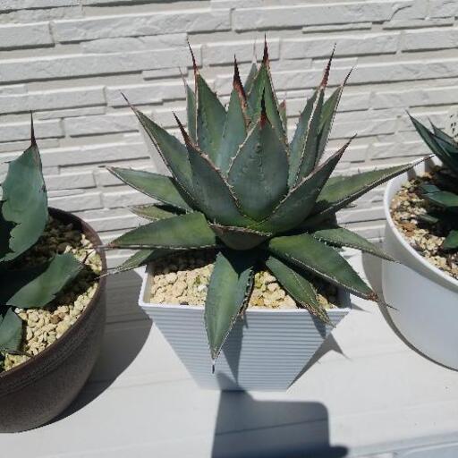 アガベ[ジェスブレイティ] www.franchiseko.com