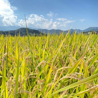 厚木市産のお米30キロ