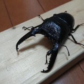 パラワンヒラタ♂106mm9/23羽化 ペア