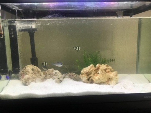 その他 Fish tank with fish