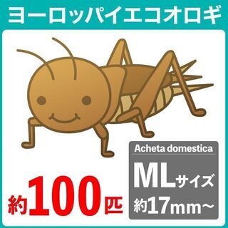 福岡県の中古コオロギが無料 格安で買える ジモティー