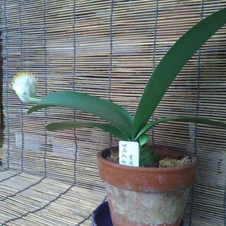 中古マユハケオモトが無料 格安で買える ジモティー