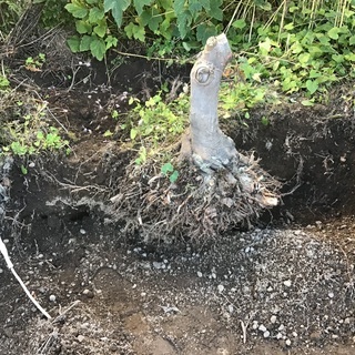 決まりました。　　　　　気の根っこ　取り除いてくださる方に1,0...