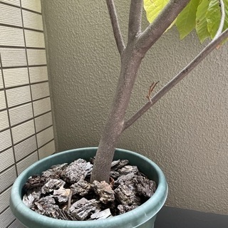 その他 激安‼︎ポポーの木