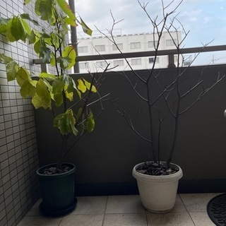 その他 激安‼︎ポポーの木