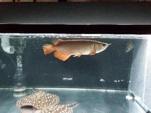 熱帯魚　大型魚　古代魚