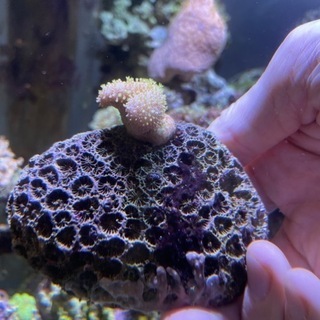 ウミキノコ　フラグ　サンゴ　