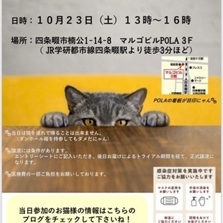 四條畷　猫様の譲渡会