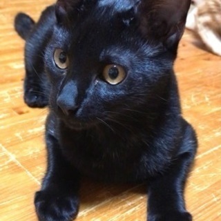 黒猫兄弟のカイくん。家族に迎えてあげてください♪