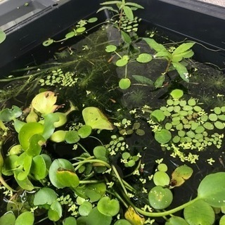 中古クロレラが無料 格安で買える ジモティー