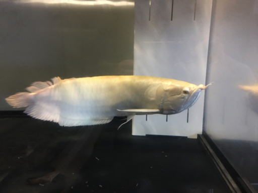 商談中　アルビノシルバー格安