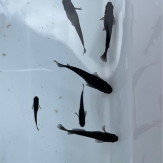 メダカオロチ ワダヘイ 遠田のその他の中古あげます 譲ります ジモティーで不用品の処分 メダカオロチ ワダヘイ 遠田のその他の中古あげます 譲ります ジモティーで不用品の処分