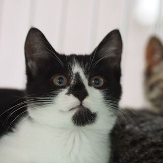 キジの可愛い　えごまちゃん − 兵庫県