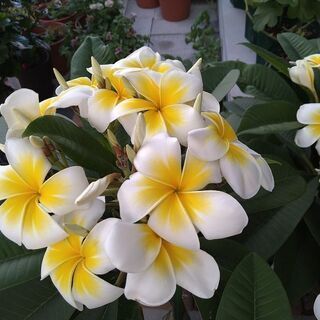 プルメリ開花中　大株　２月１９日写真更新 プルメリ開花中 大株 2月19日写真更新