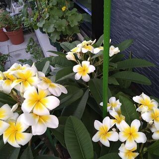 プルメリ開花中 大株 2月19日写真更新