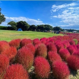 今日、海の中道海浜公園行きます💐