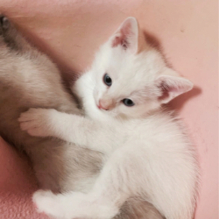里親募集！生後約2ヶ月 元気な白猫くんですの画像
