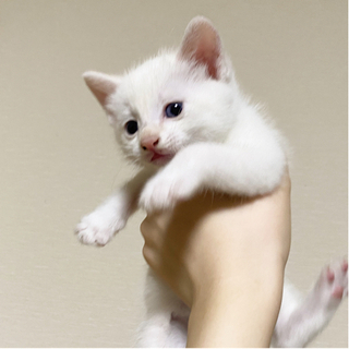 里親募集！生後約2ヶ月 元気な白猫くんです - 能代市