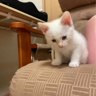 里親募集！生後約2ヶ月 元気な白猫くんです − 秋田県