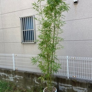 【ネット決済】植物　竹