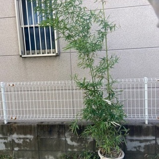 【ネット決済】植物　竹　