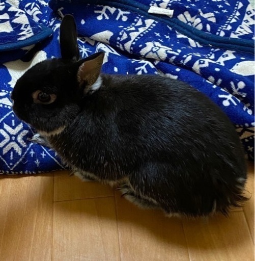募集一旦停止します 黒柴のような 小さい可愛いうさぎちゃん かさいまる 船堀のその他の里親募集 ジモティー