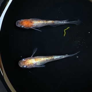 メダカ 花魁幼魚 川戸さん血統10匹 無選別 めだか ミラクルたか 津のその他の中古あげます 譲ります ジモティーで不用品の処分