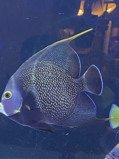 海水魚一式 お引き取りにて