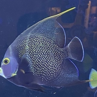 海水魚生体一式の通販はau PAY マーケット - 輸入雑貨のネットストア 