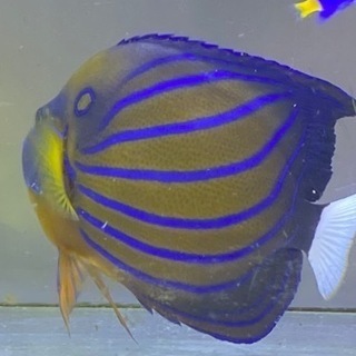 海水魚生体一式 mks-export.com