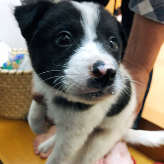 急募❗️人が大好きな可愛い子犬ちゃん❤️