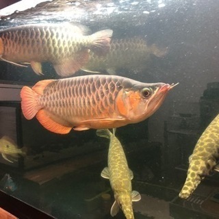 熱帯魚 助け合い ジモティー 熱帯魚 助け合い ジモティー