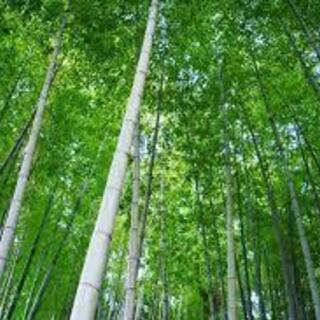 田辺市･白浜町・上富田町などで 竹を無料で伐採させていただける方・場所はございませんかの画像