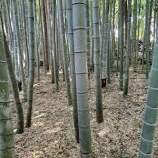 田辺市･白浜町・上富田町などで 竹を無料で伐採させていただける方・場所はございませんか - 田辺市