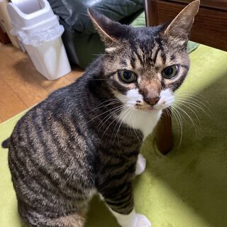 成猫里親募集です。（10歳オス）