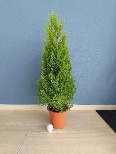 ゴールドクレストウィルマ植物観葉植物大型 やまさき 阿波座のその他の中古あげます 譲ります ジモティーで不用品の処分