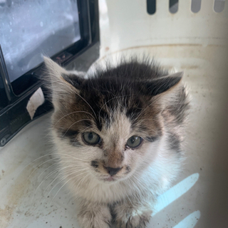 生後1ヶ月ほどの仔猫の里親さま募集