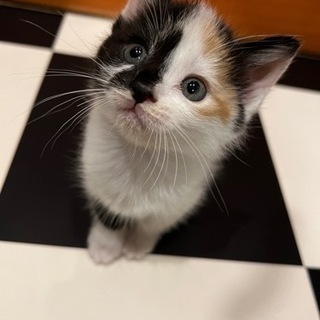 生後1ヶ月三毛猫キジトラ超可愛い4姉妹 - 足立区