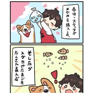 ★おこさま無料★めだかすくいイベント！！～お菓子もプレゼント！！～ - 江戸川区