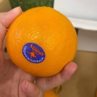 【ネット決済】オレンジ