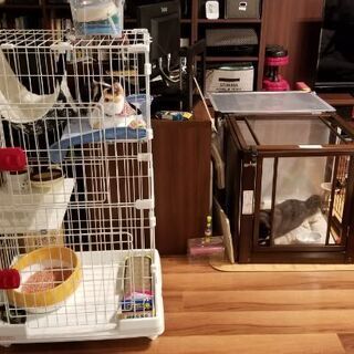 中古猫用ケージが無料 格安で買える ジモティー 中古猫用ケージが無料 格安で買える ジモティー
